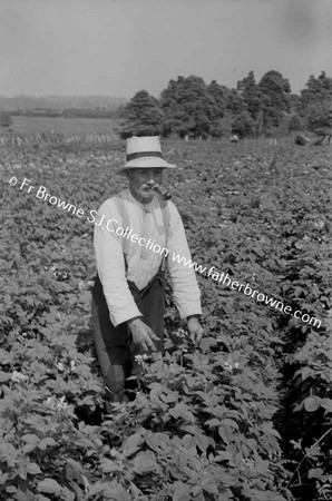 IN THE POTATO FIELDS  KATHLEEN HASLAM